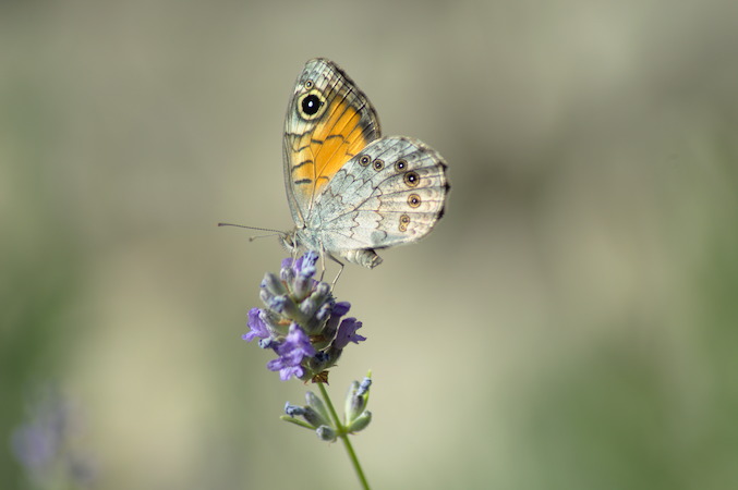 Schmetterling sitzt auf Lavendelblüte, Querformat