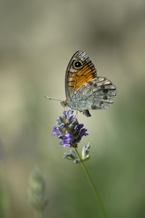 Schmetterling sitzt auf Lavendelblüte, Hochformat